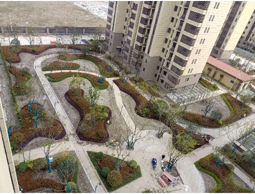 广水宜良绿化树苗批发市场