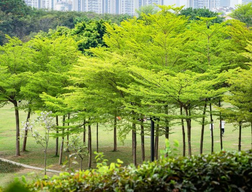 沂源县绿化工程单位